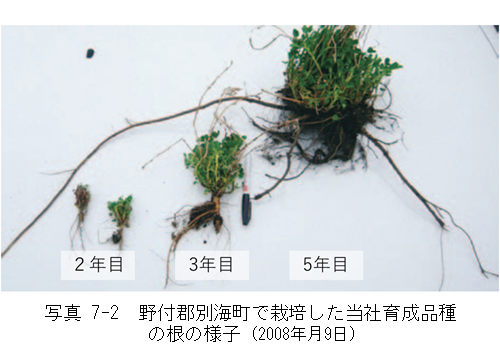 写真7-2 野付郡別海町で栽培した当社育成品種の根の様子