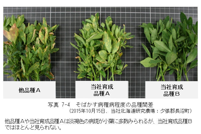 写真7-4 そばかす病罹病程度の品種間差